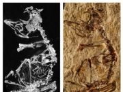 127 million year old baby bird fossil sheds light on avian evolution