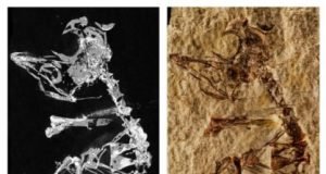 127 million year old baby bird fossil sheds light on avian evolution