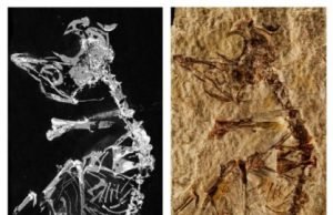 127-million-year-old baby bird fossil sheds light on avian evolution 127 million year old baby bird fossil sheds light on avian evolution