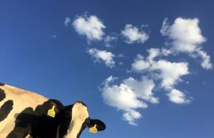 20 percent of Americans responsible for almost half of US food-related greenhouse gas emissions 20 percent of Americans responsible for almost half of US food related greenhouse gas emissions