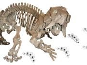 60 year old paleontological mystery of a phantom dicynodont