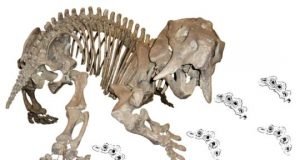 60 year old paleontological mystery of a phantom dicynodont