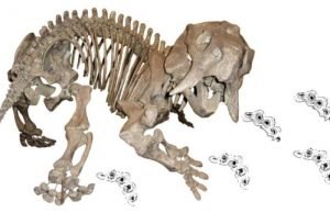 60-year-old paleontological mystery of a ‘phantom’ dicynodont 60 year old paleontological mystery of a phantom dicynodont