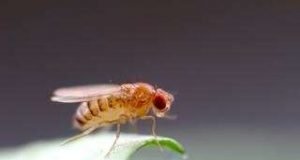 A neuron can cause a domino effect