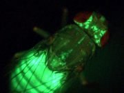 Are high blood glucose levels an effect rather than the cause of diabetes