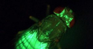 Are high blood glucose levels an effect rather than the cause of diabetes