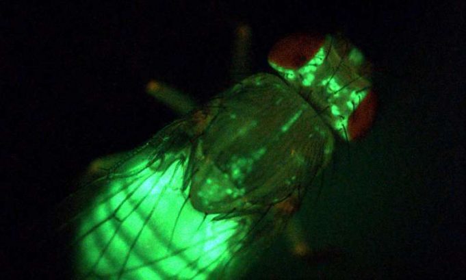 Are high blood glucose levels an effect rather than the cause of diabetes? Are high blood glucose levels an effect rather than the cause of diabetes