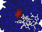 Bacteria eats greenhouse gas with a side of protein