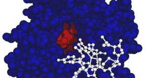Bacteria eats greenhouse gas with a side of protein