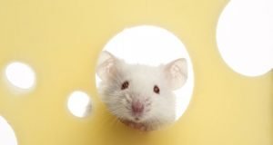 Being hungry shuts off perception of chronic pain