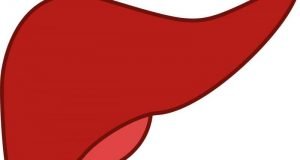 Belly fat promotes diabetes under orders from liver