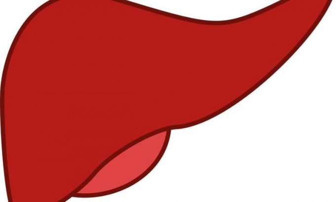 Belly fat promotes diabetes under orders from liver Belly fat promotes diabetes under orders from liver