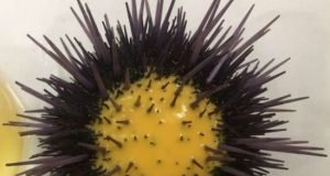 Biologists discover that female purple sea urchins prime their progeny to succeed in the face of stress