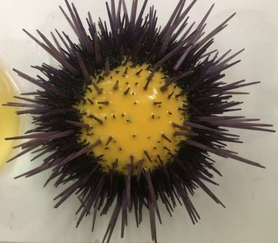 Biologists discover that female purple sea urchins prime their progeny to succeed in the face of stress