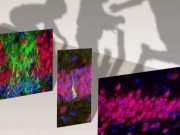 Birth of new neurons in the human hippocampus ends in childhood