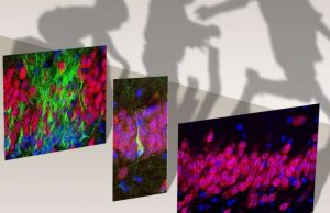 Birth of new neurons in the human hippocampus ends in childhood Birth of new neurons in the human hippocampus ends in childhood
