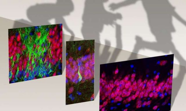 Birth of new neurons in the human hippocampus ends in childhood Birth of new neurons in the human hippocampus ends in childhood