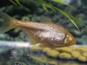 Blind cavefish evolved insulin resistance to keep from starving