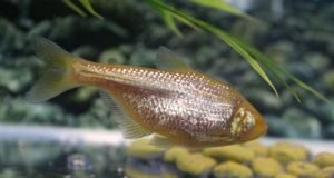 Blind cavefish evolved insulin resistance to keep from starving