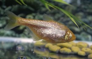 Blind cavefish evolved insulin resistance to keep from starving