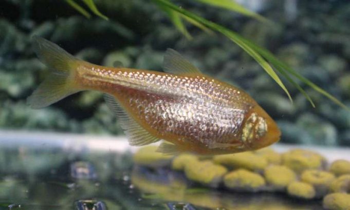Blind cavefish evolved insulin resistance to keep from starving