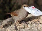 Brain genes related to innovation revealed in birds