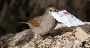 Brain genes related to innovation revealed in birds