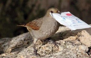 Brain genes related to innovation revealed in birds Brain genes related to innovation revealed in birds