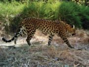 Cambodias last leopards on brink of extinction
