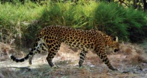 Cambodias last leopards on brink of extinction