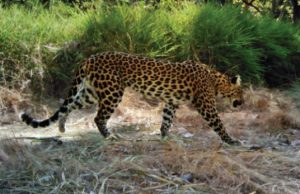 Cambodia’s last leopards on brink of extinction Cambodias last leopards on brink of extinction