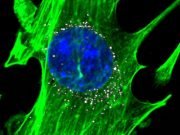 Comparison shows value of DNA barcoding in selecting nanoparticles