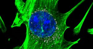 Comparison shows value of DNA barcoding in selecting nanoparticles