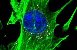 Comparison shows value of DNA barcoding in selecting nanoparticles Comparison shows value of DNA barcoding in selecting nanoparticles