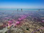 Coral reef experiment shows Acidification from carbon dioxide slows growth
