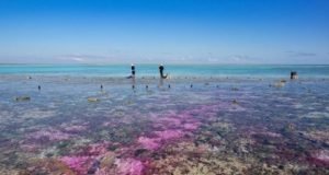 Coral reef experiment shows Acidification from carbon dioxide slows growth