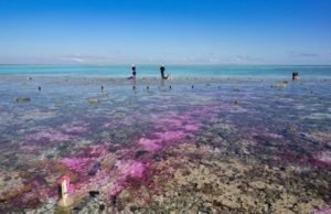 Coral reef experiment shows: Acidification from carbon dioxide slows growth Coral reef experiment shows Acidification from carbon dioxide slows growth