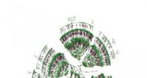 Crowdsourced family tree yields new insights about humanity