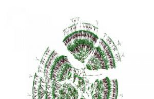 Crowdsourced family tree yields new insights about humanity Crowdsourced family tree yields new insights about humanity