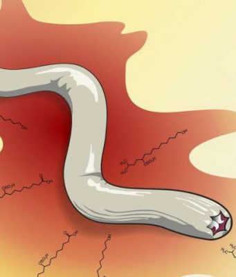 Decoding the chemistry of fear