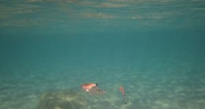 Decreased oxygen levels could present hidden threat to marine species