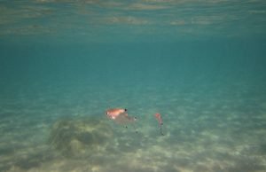 Decreased oxygen levels could present hidden threat to marine species Decreased oxygen levels could present hidden threat to marine species