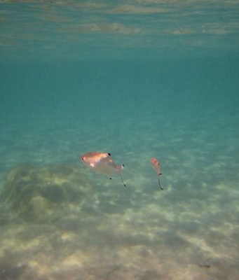 Decreased oxygen levels could present hidden threat to marine species Decreased oxygen levels could present hidden threat to marine species