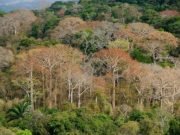 Diverse tropical forests grow fast despite widespread phosphorus limitation