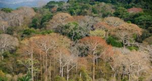 Diverse tropical forests grow fast despite widespread phosphorus limitation