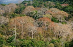 Diverse tropical forests grow fast despite widespread phosphorus limitation Diverse tropical forests grow fast despite widespread phosphorus limitation