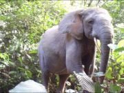 Elephant declines imperil Africas forests