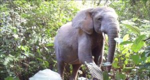 Elephant declines imperil Africas forests