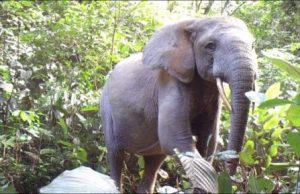 Elephant declines imperil Africa’s forests Elephant declines imperil Africas forests