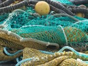 Ending overfishing would stop the population declines of endangered bycatch species about half the time